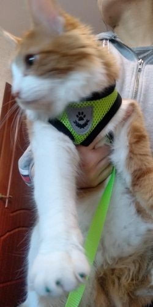 Adjustable Harness For Cat, Pet Chest Strap photo review