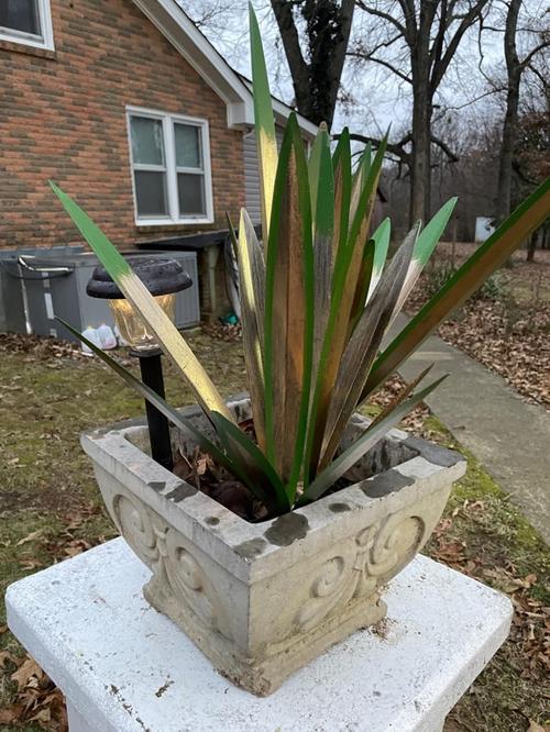 Large Tequila Rustic Sculpture, Rustic Metal Agave Plants, DIY Metal Agave Plant Home Decor photo review