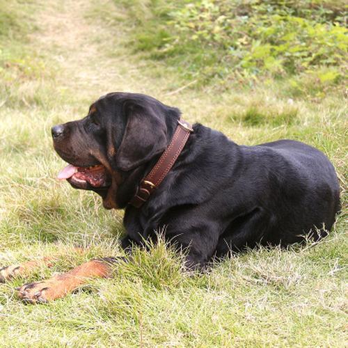 Barbour Dog Collar with Rustproof Double D-Ring