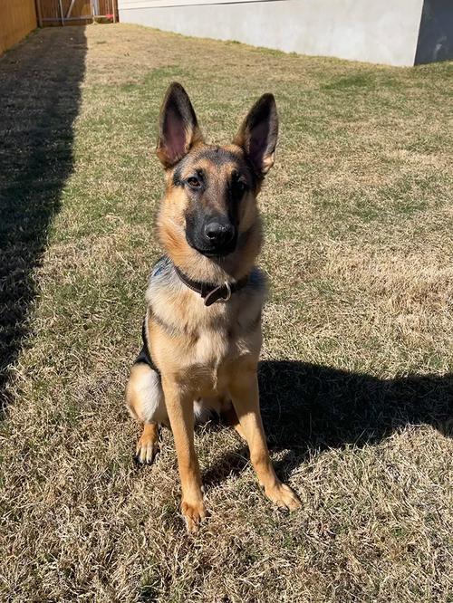 Barbour Dog Collar with Rustproof Double D-Ring photo review