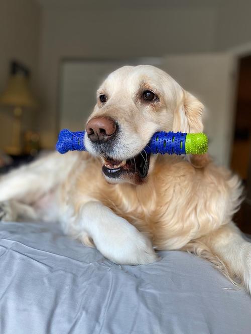 Bite-Resistant Rugby Dog Toy for Puppies with Molar Method photo review