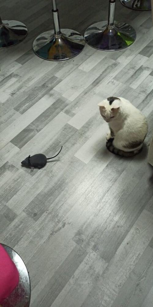 Cat Toy Electric Wireless Remote Control Simulation Mouse photo review