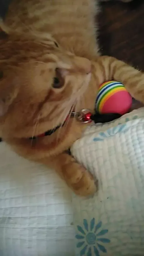 Colorful Interactive Cat Toy Ball with Natural Foam for Chewing and Scratching photo review