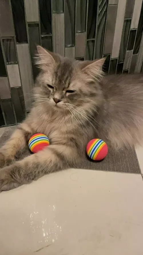 Colorful Interactive Cat Toy Ball with Natural Foam for Chewing and Scratching photo review