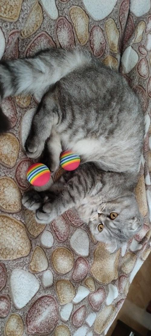 Colorful Interactive Cat Toy Ball with Natural Foam for Chewing and Scratching photo review