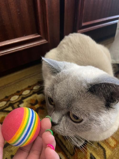 Colorful Interactive Cat Toy Ball with Natural Foam for Chewing and Scratching photo review