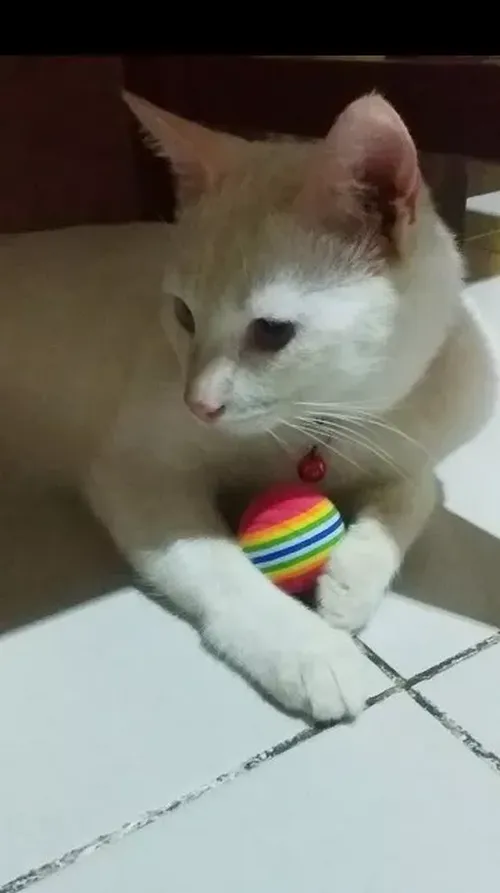 Colorful Interactive Cat Toy Ball with Natural Foam for Chewing and Scratching photo review