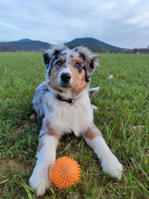 Colorful Rubber Squeaky Toys for Dogs and Cats - Luminous Pet Toy Ball photo review