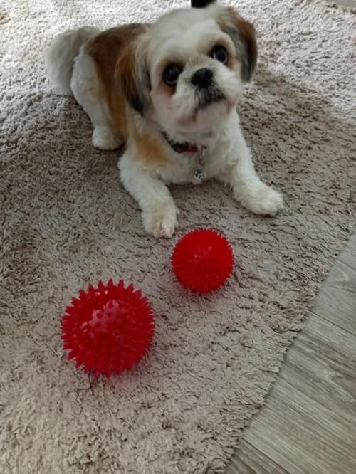 Colorful Rubber Squeaky Toys for Dogs and Cats - Luminous Pet Toy Ball photo review