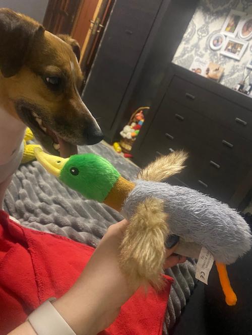 Cute Plush Duck Dog Chew Toy with Sound, Squeaky Animal Toy for Cleaning Teeth photo review