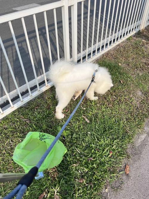 Dog Pooper Scooper, Poop Picker up for Dogs, Dog Pooper Scooper with Bag Attachment, Portable Foldable Dog Poop Catcher photo review