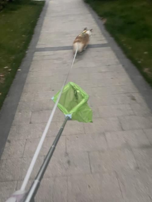 Dog Pooper Scooper, Poop Picker up for Dogs, Dog Pooper Scooper with Bag Attachment, Portable Foldable Dog Poop Catcher photo review