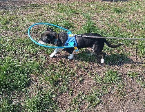 Halo Harness for Blind Dogs with Cataract - Anti-Collision Protection photo review