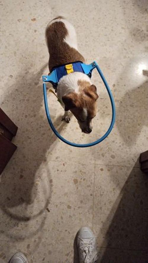 Halo Harness for Blind Dogs with Cataract - Anti-Collision Protection photo review