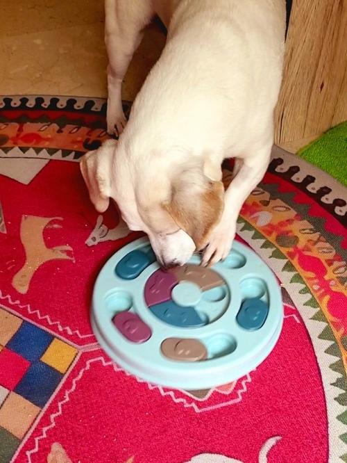 Interactive Dog Puzzle Toys for IQ Training & Mental Enrichment photo review