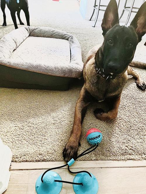 Interactive Suction Double Dog Toys for Molar Bite & Chewing photo review