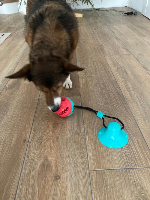 Interactive Suction Double Dog Toys for Molar Bite & Chewing photo review