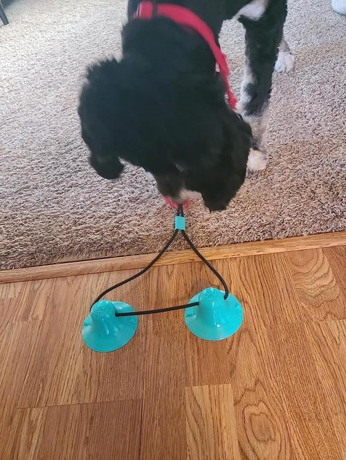 Interactive Suction Double Dog Toys for Molar Bite & Chewing photo review