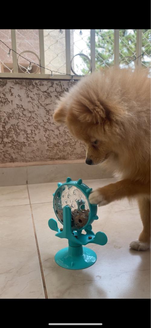 Interactive Treat Leaking Toy for Small Dogs | Slow Feeder & Funny Dog Wheel photo review