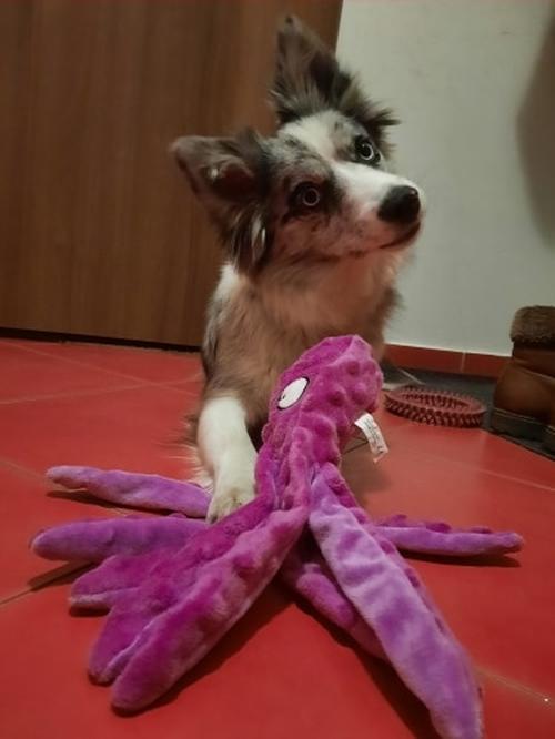 Octopus Plush Dog Toys for Teething - Soft, Durable, Interactive Chew Toys photo review