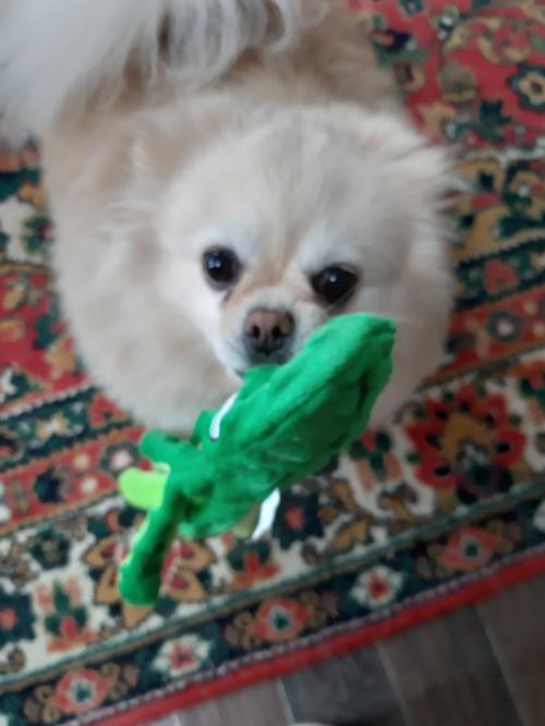 Octopus Plush Dog Toys for Teething - Soft, Durable, Interactive Chew Toys photo review