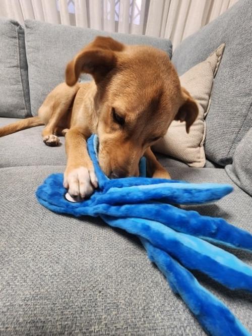 Octopus Plush Dog Toys for Teething - Soft, Durable, Interactive Chew Toys photo review