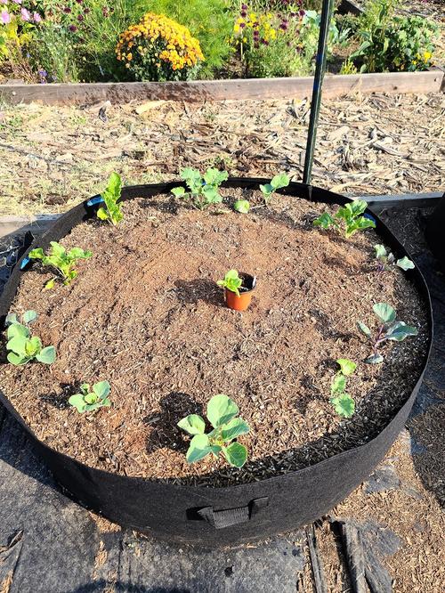 Raised Planting Bed For Gardening photo review