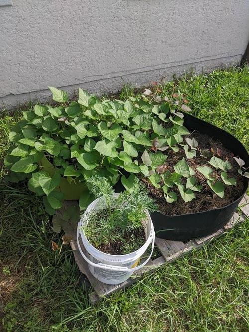 Raised Planting Bed For Gardening photo review