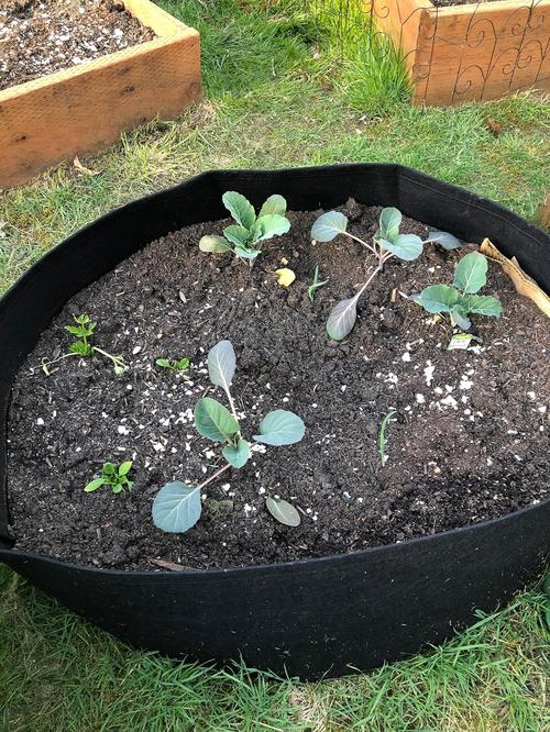 Raised Planting Bed For Gardening photo review