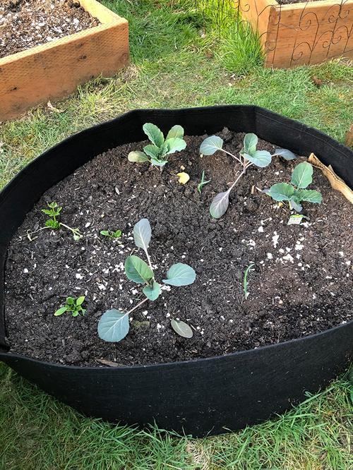 Round Planting Container Grow Bag Raised Garden Bed photo review