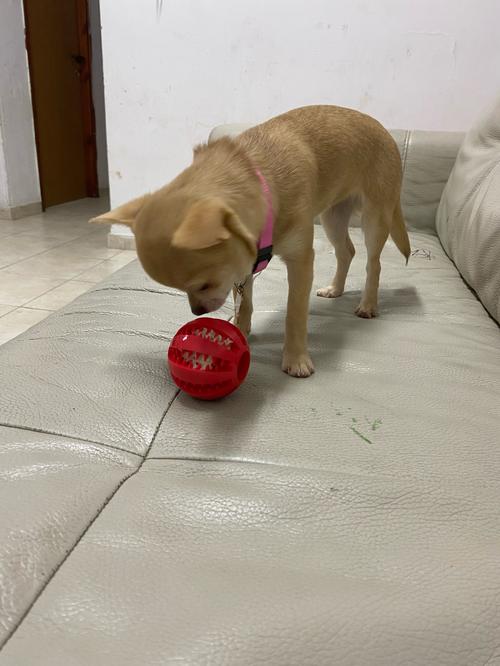 Stretchy Rubber Leaking Ball for Dogs - Funny Pet Tooth Cleaning Toys photo review