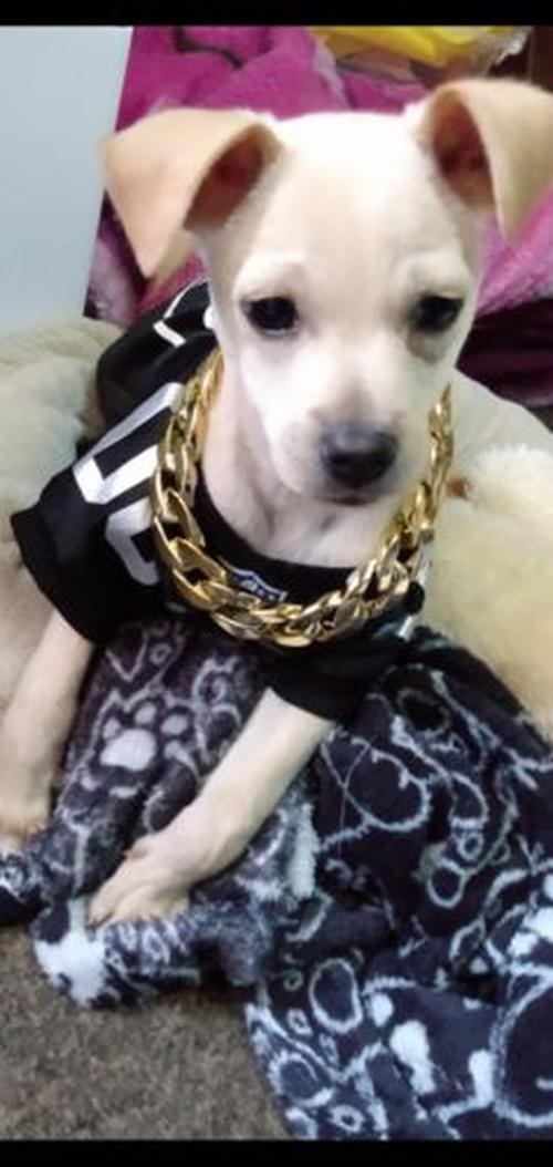 Thugpet Thick Cuban Dog Gold Chain Pet Collar photo review