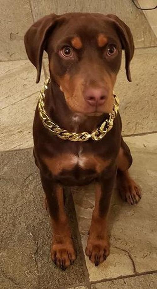 Thugpet Thick Cuban Dog Gold Chain Pet Collar photo review