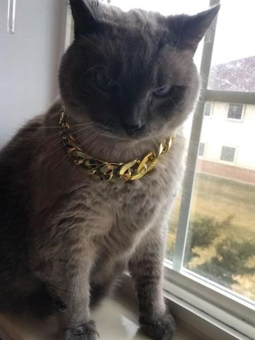 Thugpet Thick Cuban Dog Gold Chain Pet Collar photo review