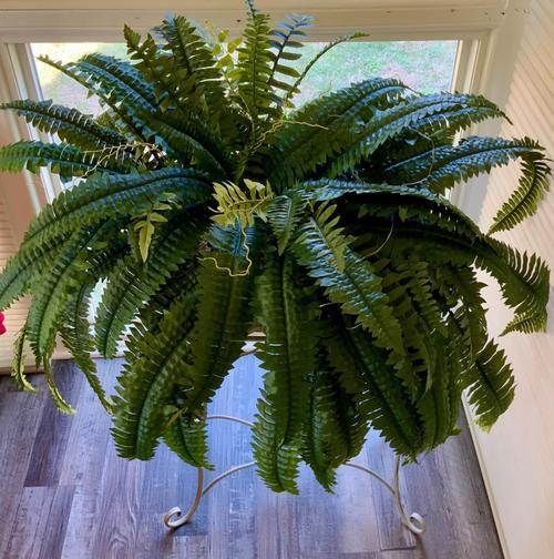 Uv Resistant Lifelike Artificial Boston Fern For Outdoors, 60 leaves 55cm photo review