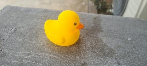 Yellow Duck Chewing Toy for Puppy Teeth Cleaning - Interactive Unzip Squeaky Toy photo review